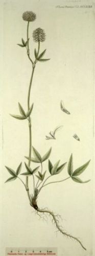 Folium Montanum - Trifolium montanum - Клевер горный